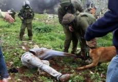 كلاب الجيش الاسرائيلي تعض فلسطينيا