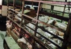 لحم حبش فاسد / ارشيفية