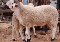 موعد انتهاء ذبح الأضحية في عيد الأضحى