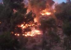 اندلاع النيران في الأشجار - الخليل 