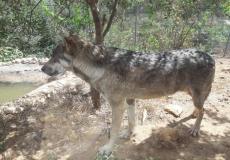 ذئب  - أرشيفية -