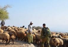 مستوطنون يخرجون الرعاة من المراعي في الأغوار الشمالية -أرشيف