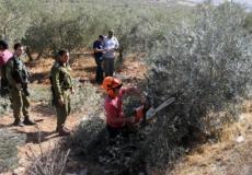 مستوطنون يقتلعون أشجار زيتون بمسافر يطا جنوب الخليل 