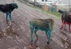 صورة الكلاب الملونة التي انتشرت على مواقع التواصل الاجتماعي بتركيا