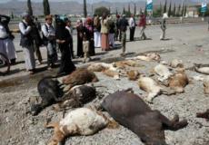 ماشية نفقت في صنعاء جراء قصف التحالف العربي الذي تقوده السعودية