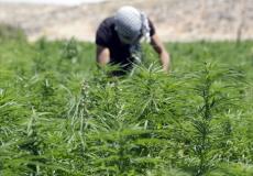  هكذا يسيطر حزب الله على سوق المخدرات!