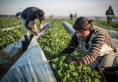 المزارعين الفلسطينيين - ارشيفية -