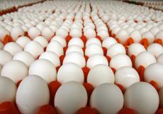 البيض - ارشيفية