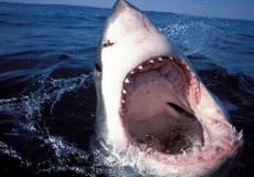  أسترالية تصطاد سمكة قرش مفترسة طولها 3 أمتار