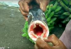 سمكة بأسنان إنسان !