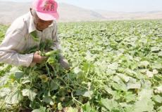 عضو في الكنيست يدعو لوقف استيراد الخضروات من غزة