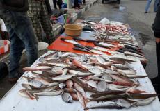 أسعار الاسماك الطازجة في أسواق غزة اليوم الأحد