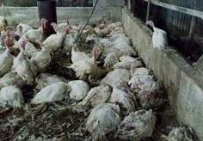 حريق يقتل 20 ألف دجاجة في جنين