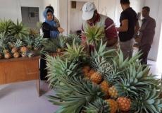 نجاح عملية زراعة الأناناس