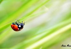 صورة للمصور أسماء منى