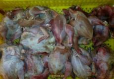 صورة لدجاج فاسد