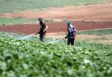 بدء توزيع التعويضات للمزارعين المتضررين