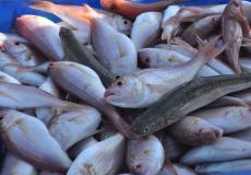 أسماك بحر غزة