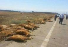 حادث يتسبب بنفوق رؤوس أغنام-ارشيفية 