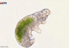 بعد تجميده 30 عاما.. إعادة "دب ماء" إلى الحياة