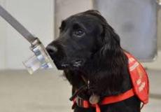 كلاب لاكتشاف مرض السرطان!