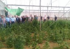 الشرطة تضبط 2600 شتلة مخدرة في الخليل