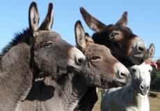 السودان: تفاصيل ضبط لحوم حمير وحصين تستخدم في الشاورما والأقاشي بالخرطوم