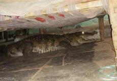 أنثى تمساح عملاقة تضع بيضها أسفل سرير هندي