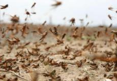 الجراد في جازان