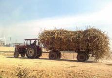 سيارة تنقل قمح