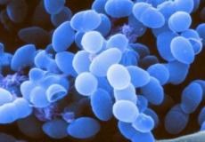 دراسة علمية تتوصل إلى أن البكتيريا في الجسم تلعب دورا كبيرا في صحة الإنسان 