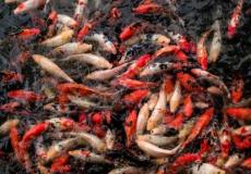 أسماك الزينة الحية البلجيكية