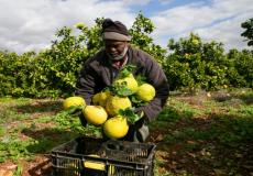 وزارة الزراعة: خطة لإنعاش وحماية الصادرات الزراعية الفلسطينية
