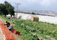 الزراعة تقدم إرشادات للتعامل مع المنخفض الجوي