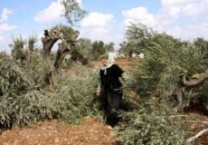 تجريف مزارع المواطنين / ارشيفية