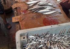 وزارة الاقتصاد في غزة تنظم جولات تفتيشية على محلات اللحوم والمجمدات والحلويات