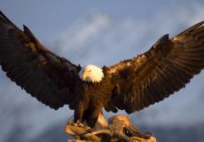 شاهد هكذا يختار مربو الصقور في السعودية أسماء طيورهم