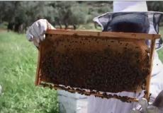 فلسطينيات يعملن في تربية النحل