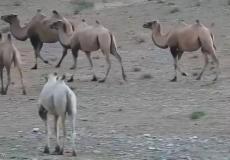 أول جمل من نوعه في العالم -توضيحية-