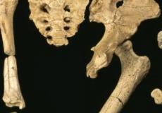 عظام عمرها 2.3 مليون سنة من الهيكل العظمي للوسي أحد أسلاف الإنسان