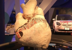  قلب الحوت الأزرق