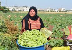 دير بلوط تحتفل بفقوسها