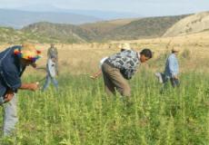 القنب المخدر 