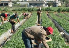 الاغاثية الزراعية تطلق رزمة مشاريع في قلقيلية