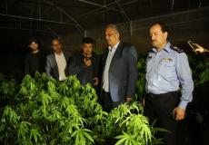 شرطة طولكرم تضبط مشتلا للمخدرات بداخله 1872 شتله