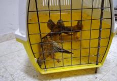 جودة البيئة تضبط أربعة طيور من نوع العوسق في جنين