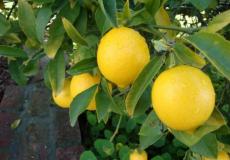 محصول الليمون