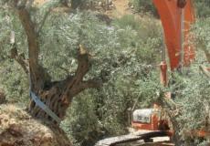 قوات الاحتلال تقتلع أشجار