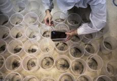 ختبر للبعوض