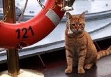 قطة تسافر من روسيا إلى سوريا 